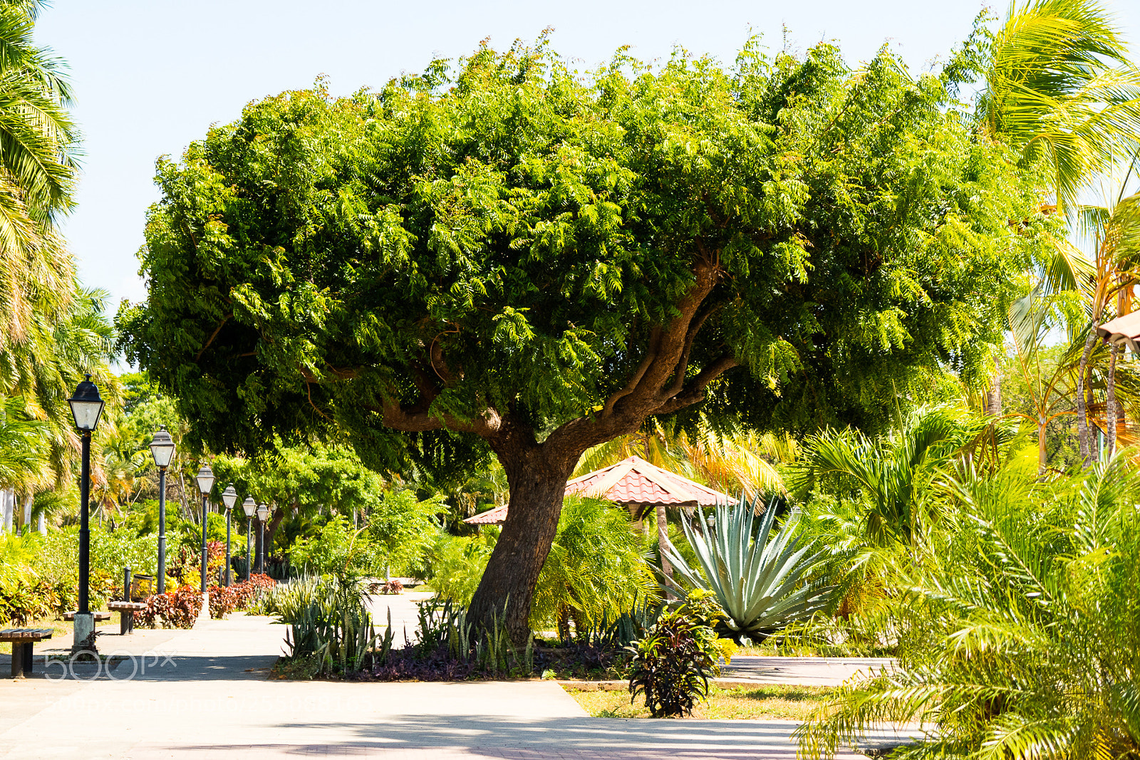 Canon EOS M3 sample photo. Tree photography