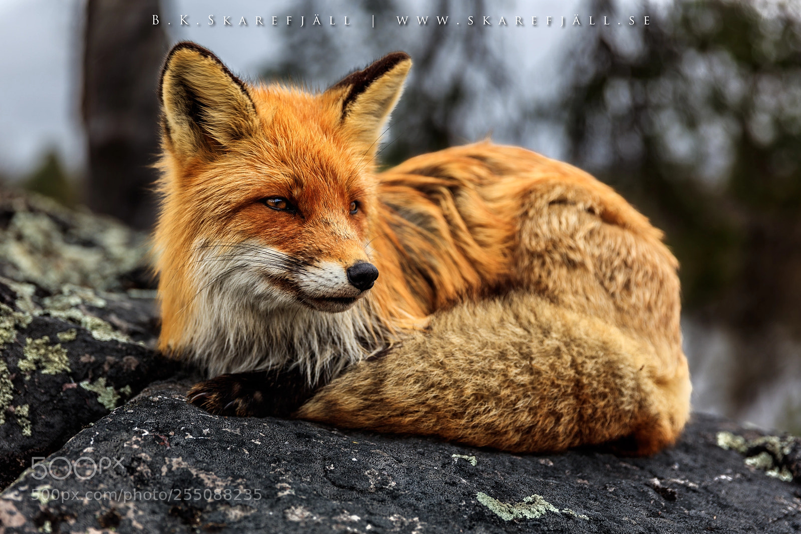 Canon EOS 5DS R sample photo. Curious red fox in photography