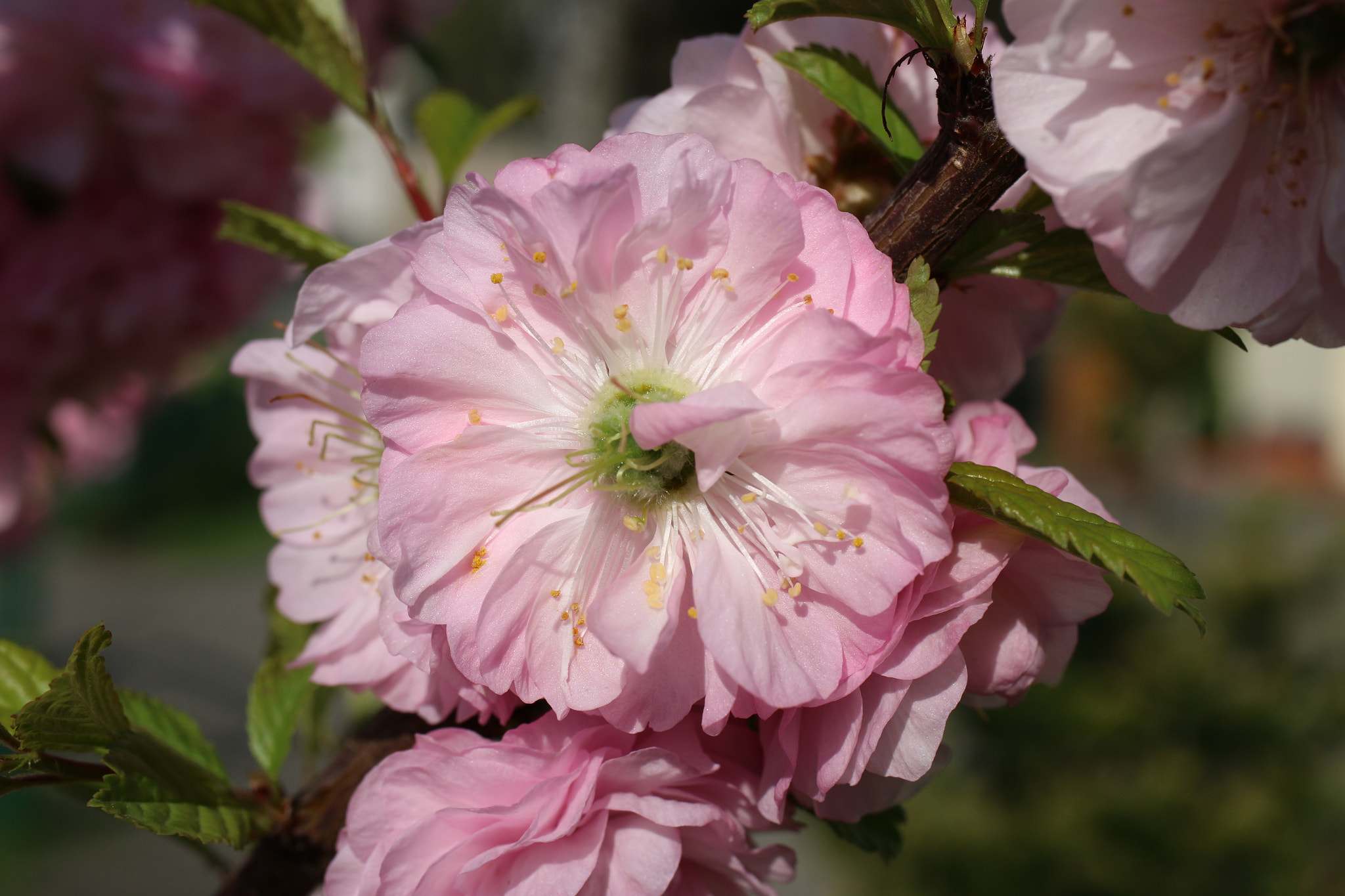 Canon EF-S 35mm F2.8 Macro IS STM sample photo. Magic of spring photography
