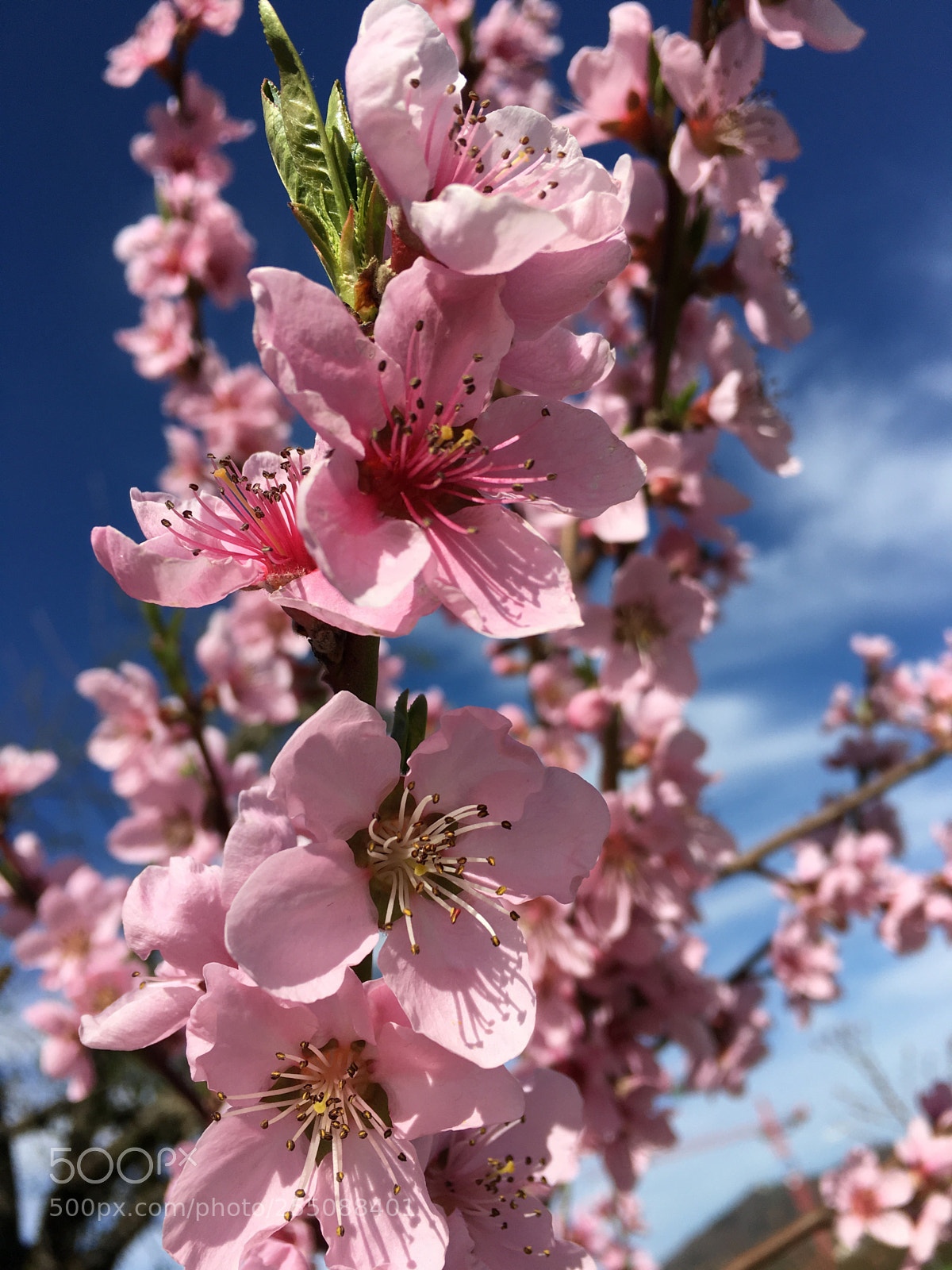 Apple iPhone 6s Plus sample photo. Rosa blüten  photography