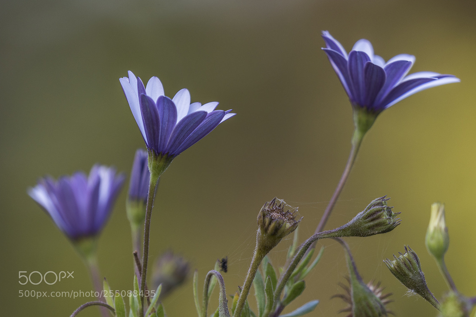 Canon EOS 7D Mark II sample photo. Afternoon photography