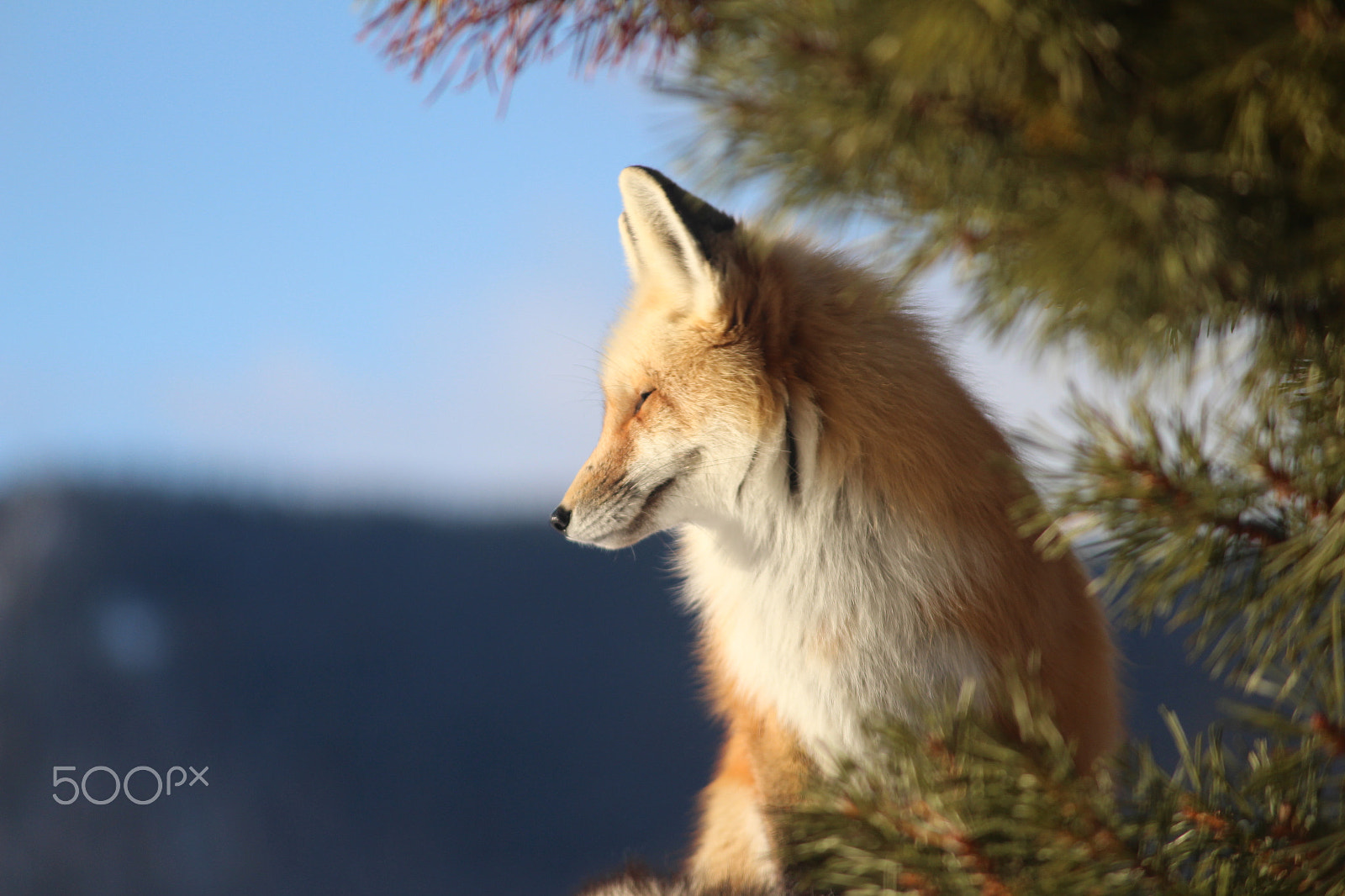 Canon EOS 700D (EOS Rebel T5i / EOS Kiss X7i) sample photo. Red fox enjoying the morning view photography