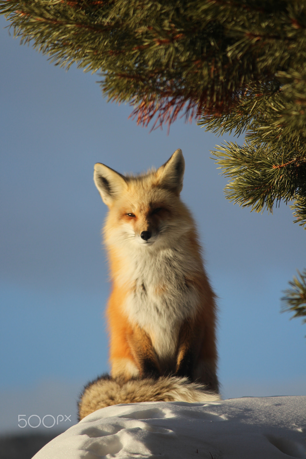 Canon EOS 700D (EOS Rebel T5i / EOS Kiss X7i) sample photo. Red fox photography