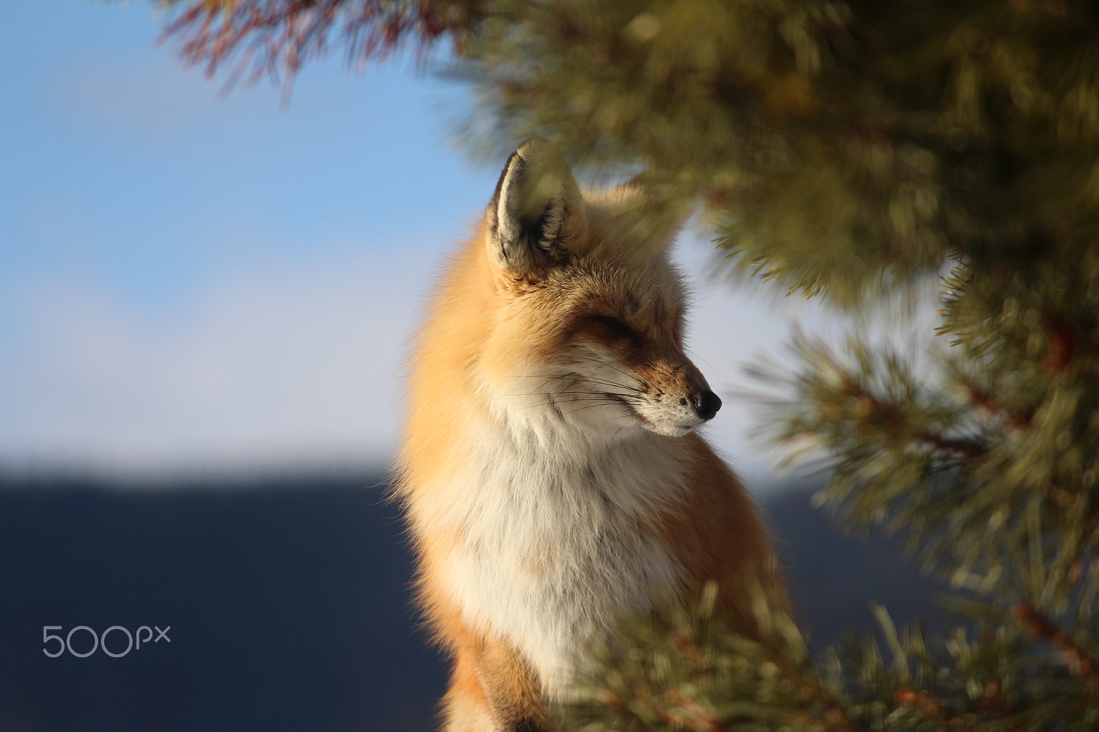 Canon EOS 700D (EOS Rebel T5i / EOS Kiss X7i) sample photo. Fox in nature photography