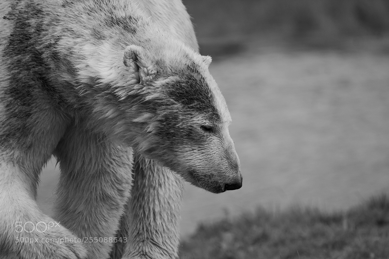 Canon EOS 1300D (EOS Rebel T6 / EOS Kiss X80) sample photo. Yorkshire polar bear photography