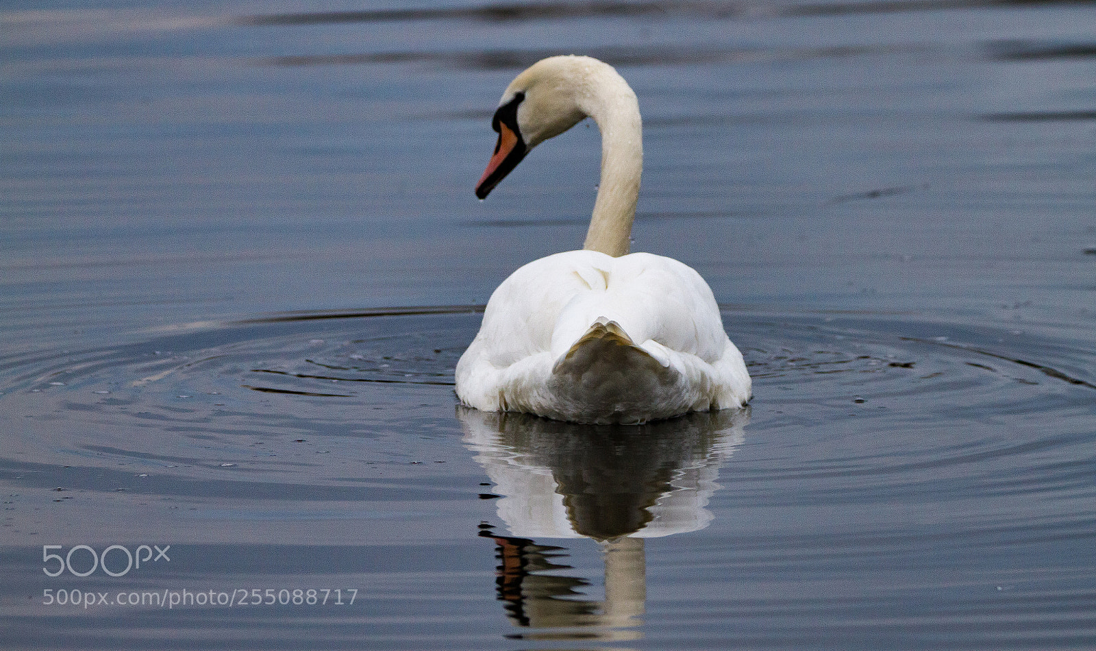 Canon EOS 7D sample photo. Day 1208 photography