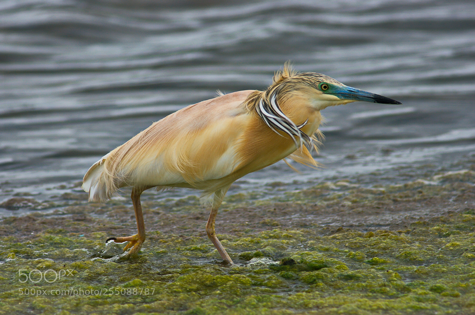 Pentax K20D sample photo. Squacco heron photography