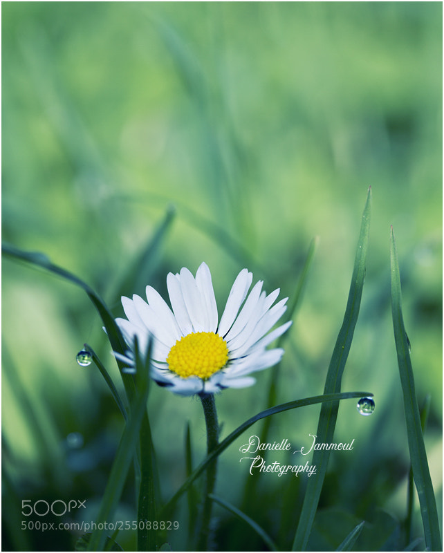 Canon EOS 7D sample photo. Blümchen photography