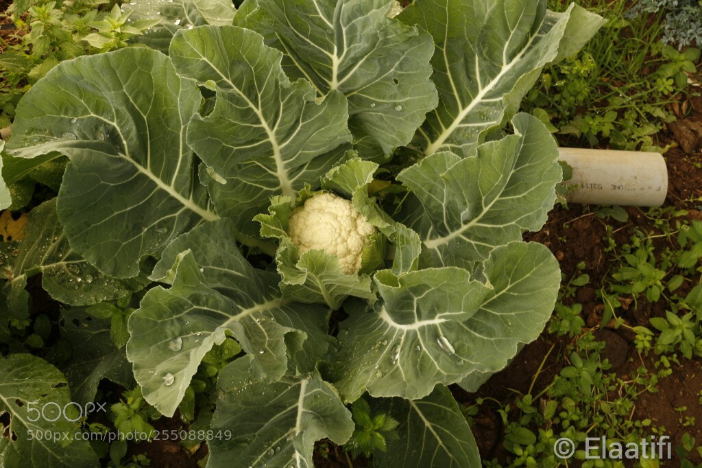 Canon EOS 100D (EOS Rebel SL1 / EOS Kiss X7) sample photo. Coliflor photography