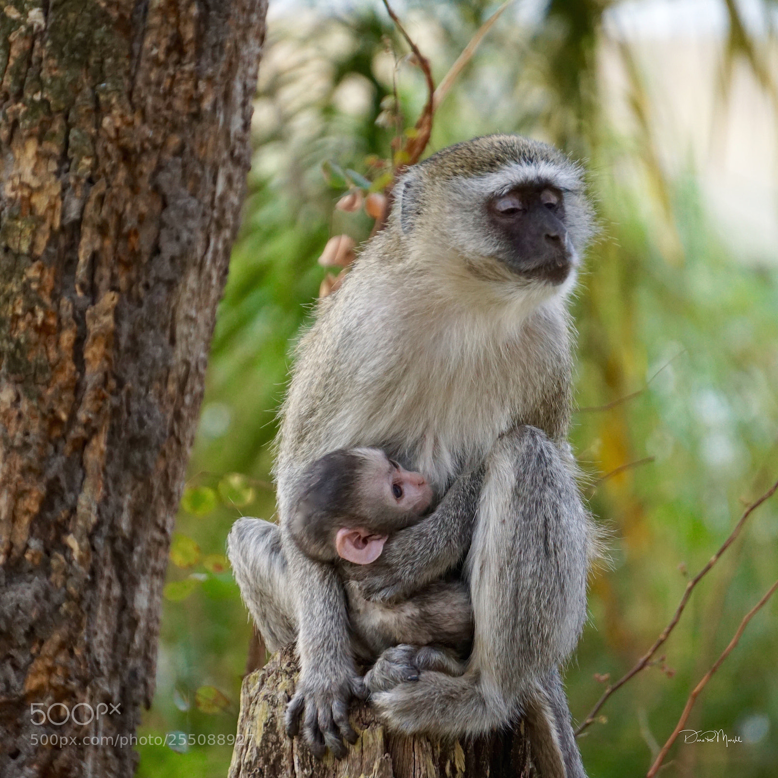 Sony a6000 sample photo. Mother monkey photography