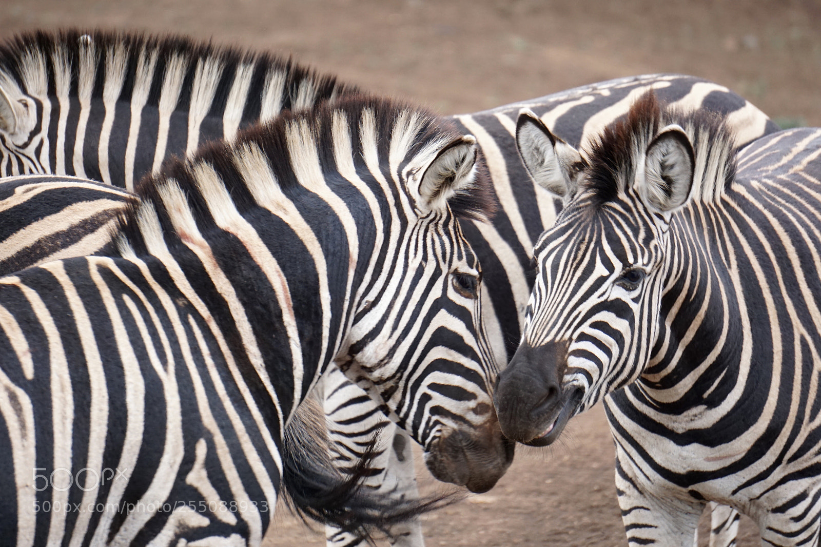 Sony a6000 sample photo. Jojo's zebras photography