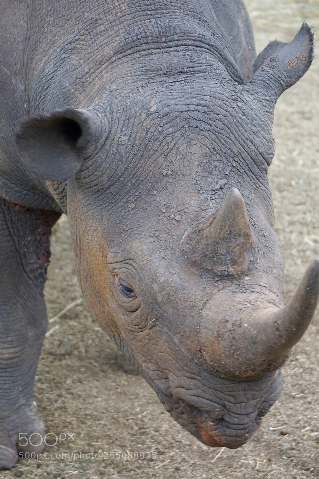Sony a6000 sample photo. Protected rhino photography