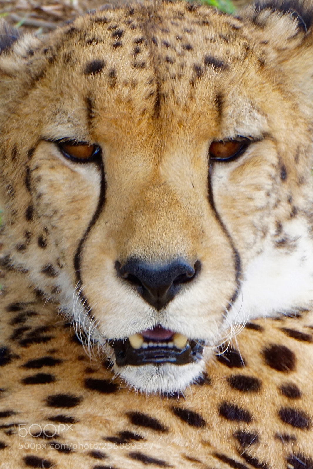 Sony a6000 sample photo. African cheetah photography