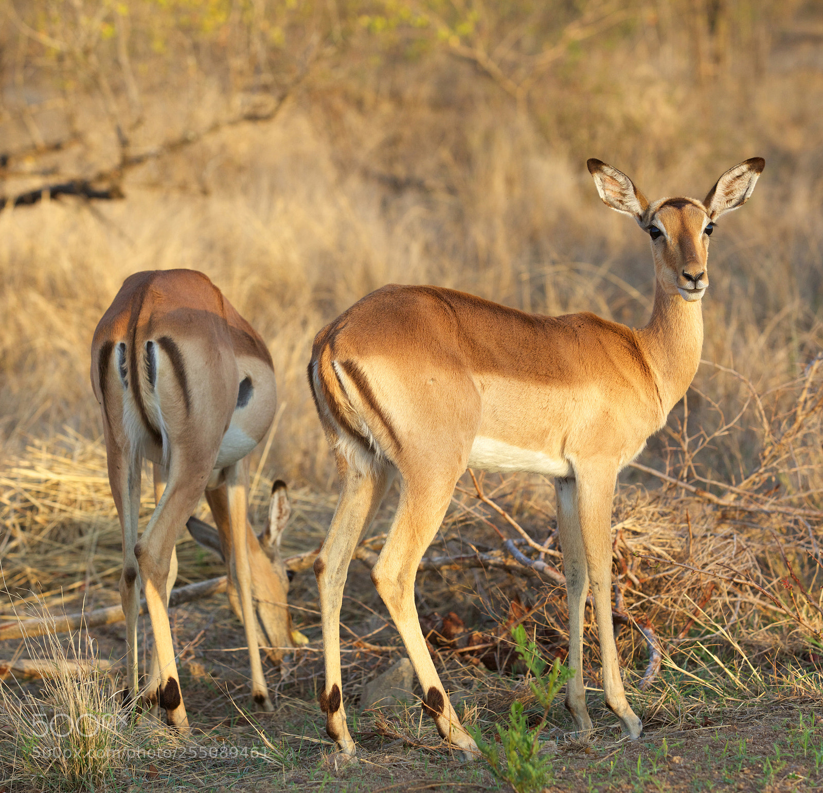 Canon EOS 5D Mark II sample photo. Impala ewes photography