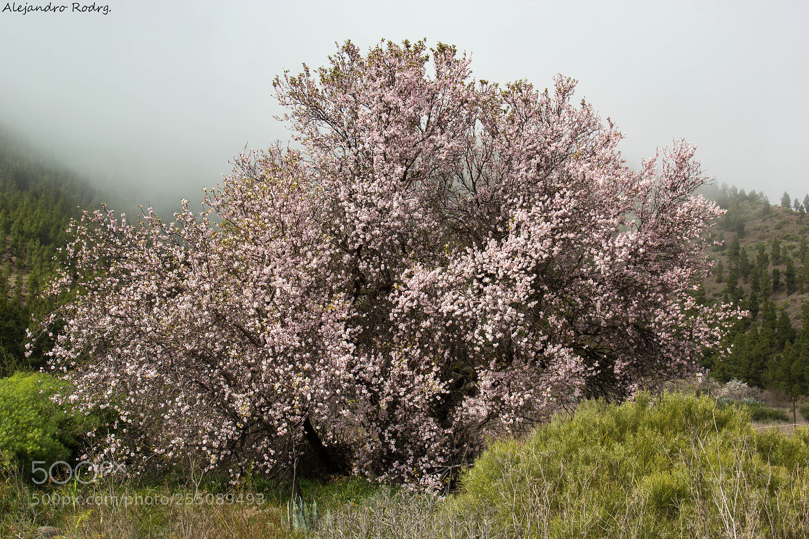Canon EOS 60D sample photo. Santiago del teide photography