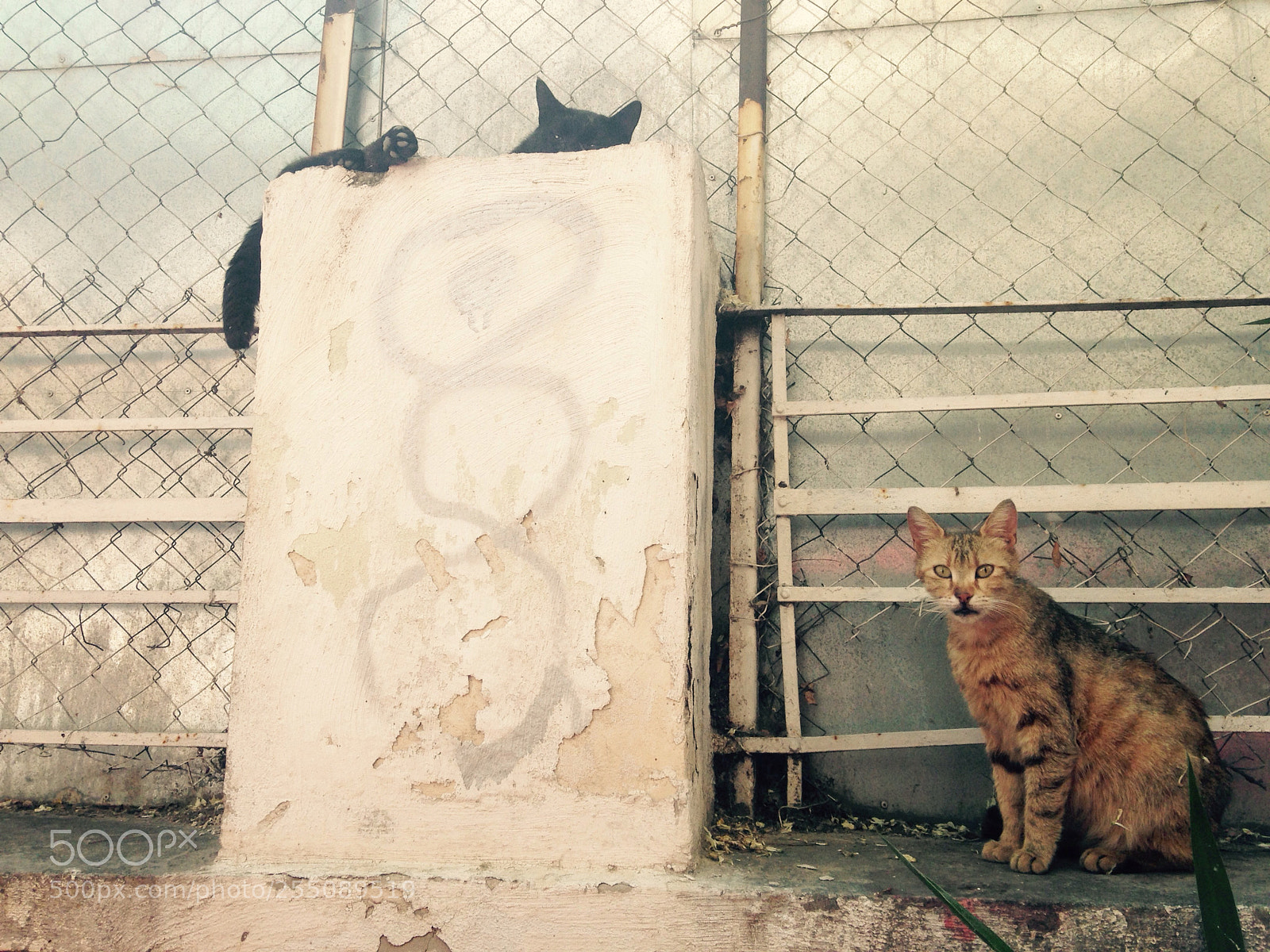 Apple iPhone 5 sample photo. Cats gazing the sun photography