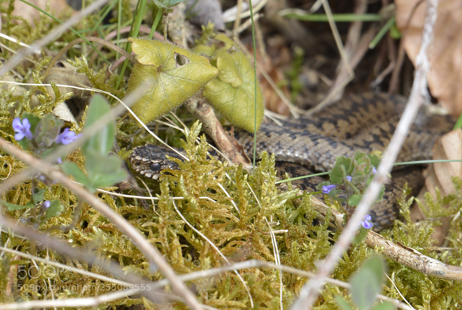 Nikon D7100 sample photo. Adder photography