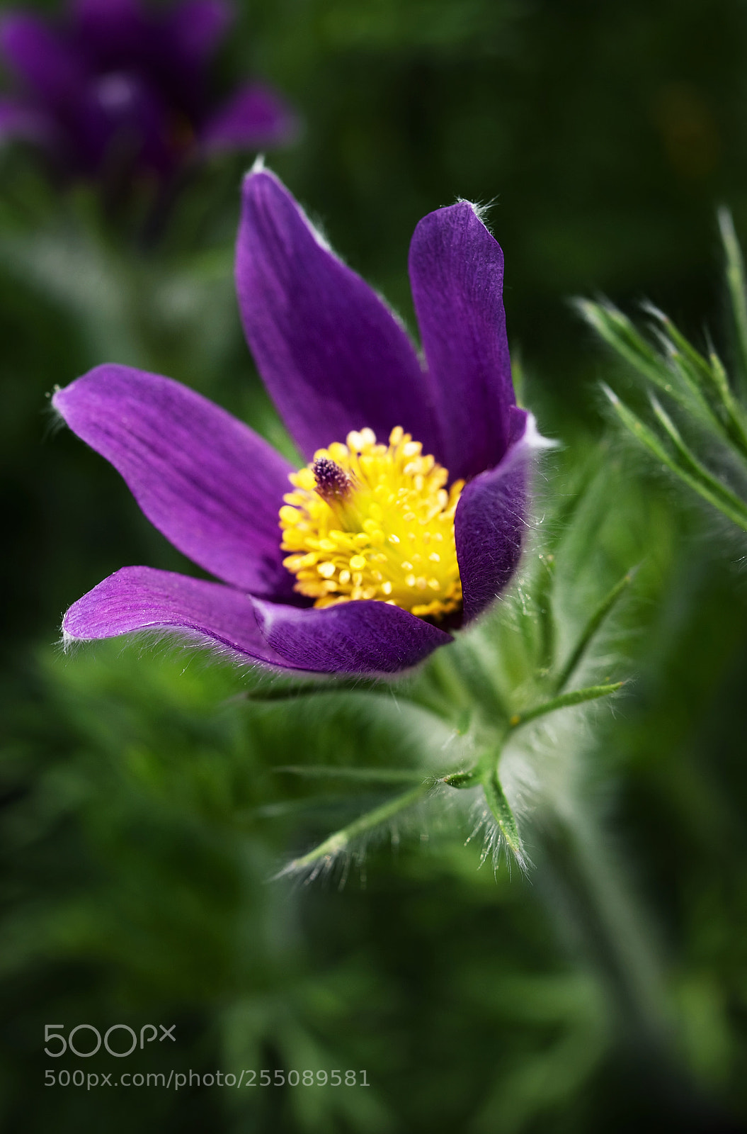 Nikon D5500 sample photo. Purple flower pulsatilla slavica photography