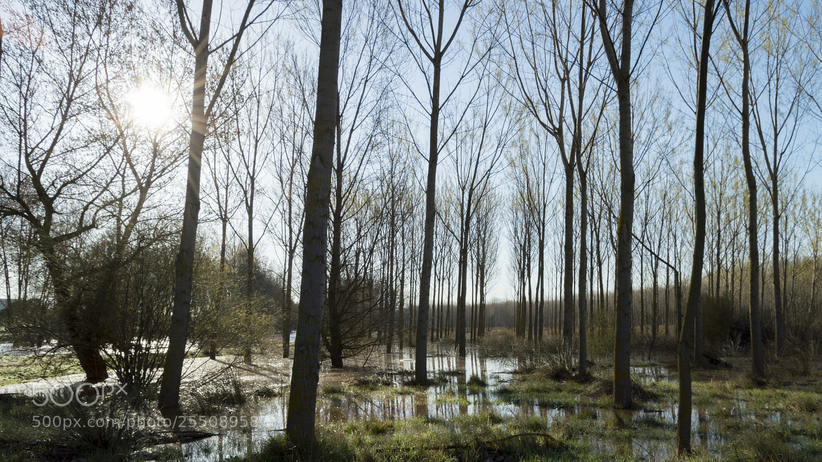 Nikon D3200 sample photo. El renacer del bosque photography