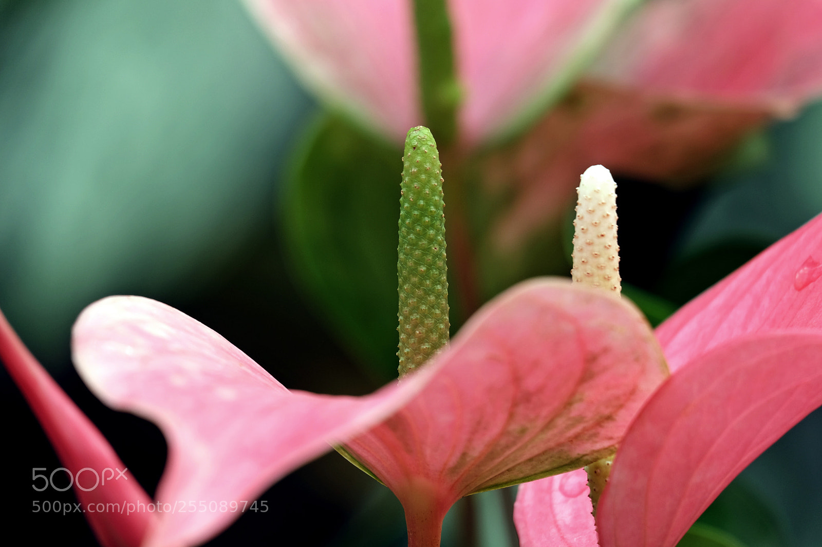 Fujifilm X-T10 sample photo. Soft pink photography