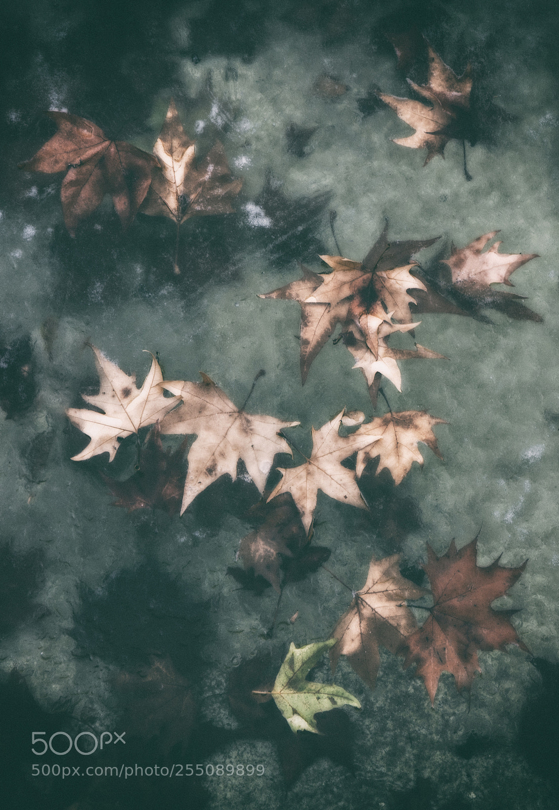 Nikon D7100 sample photo. "autumn", 2018 photography