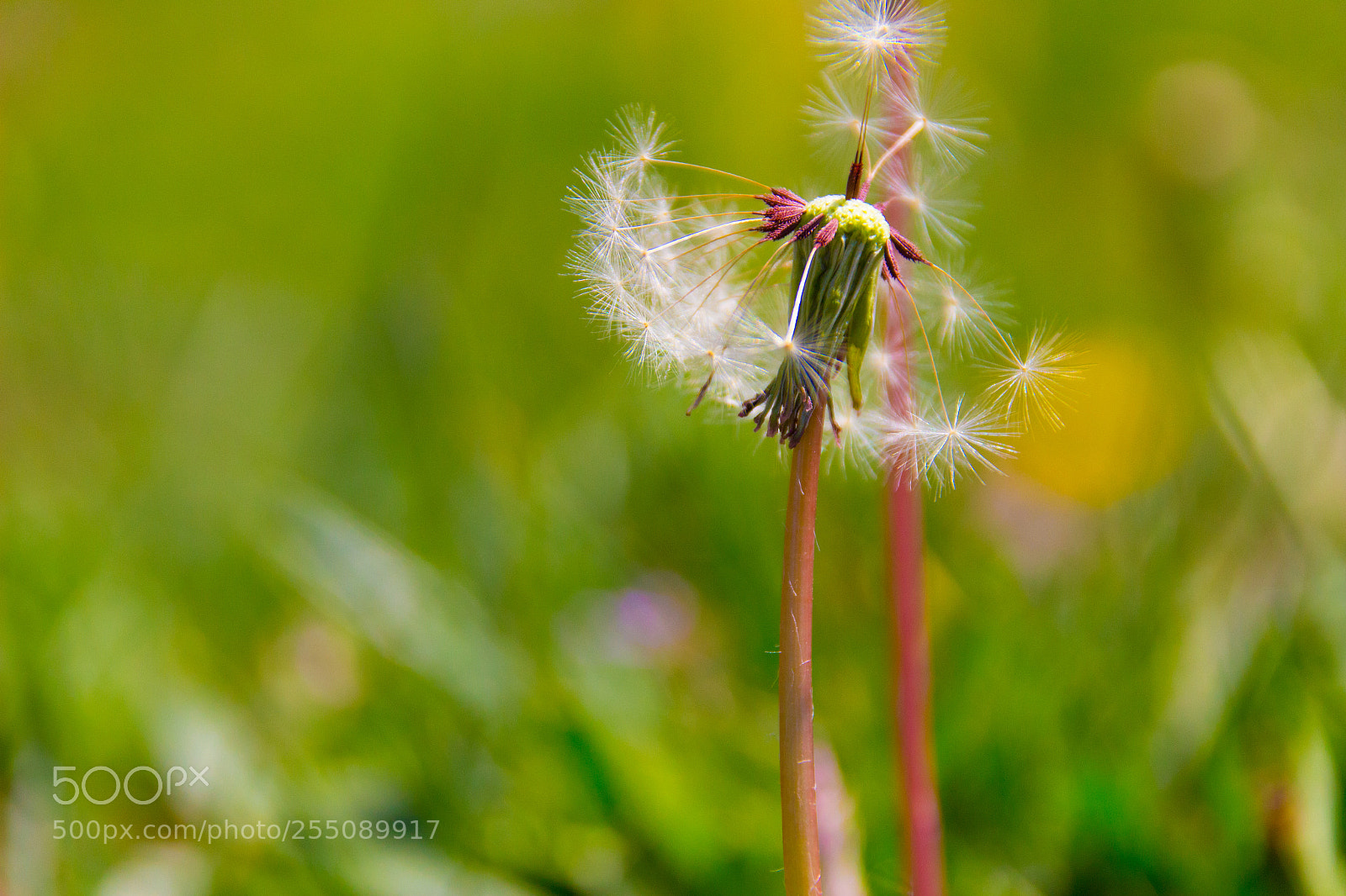 Canon EOS 100D (EOS Rebel SL1 / EOS Kiss X7) sample photo. Taraxacum photography