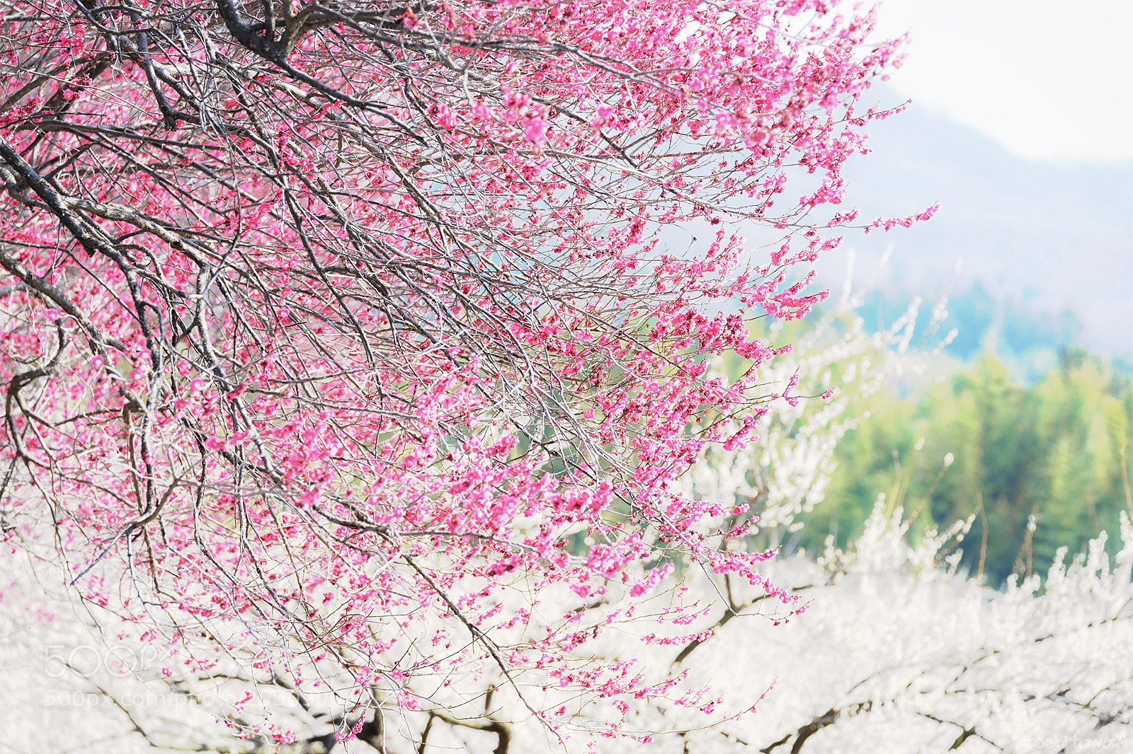 Sony a9 sample photo. Plum grove photography