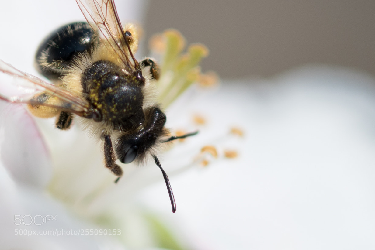 Nikon D750 sample photo. Bee eating photography
