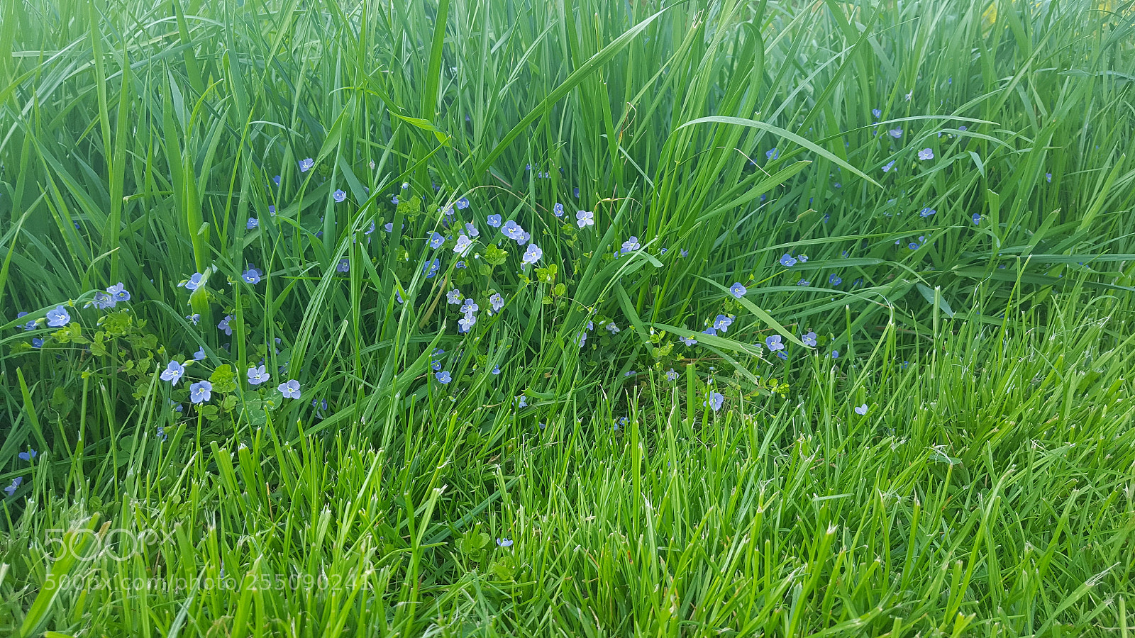 Samsung GALAXY S6 edge sample photo. Blue flowers in the photography