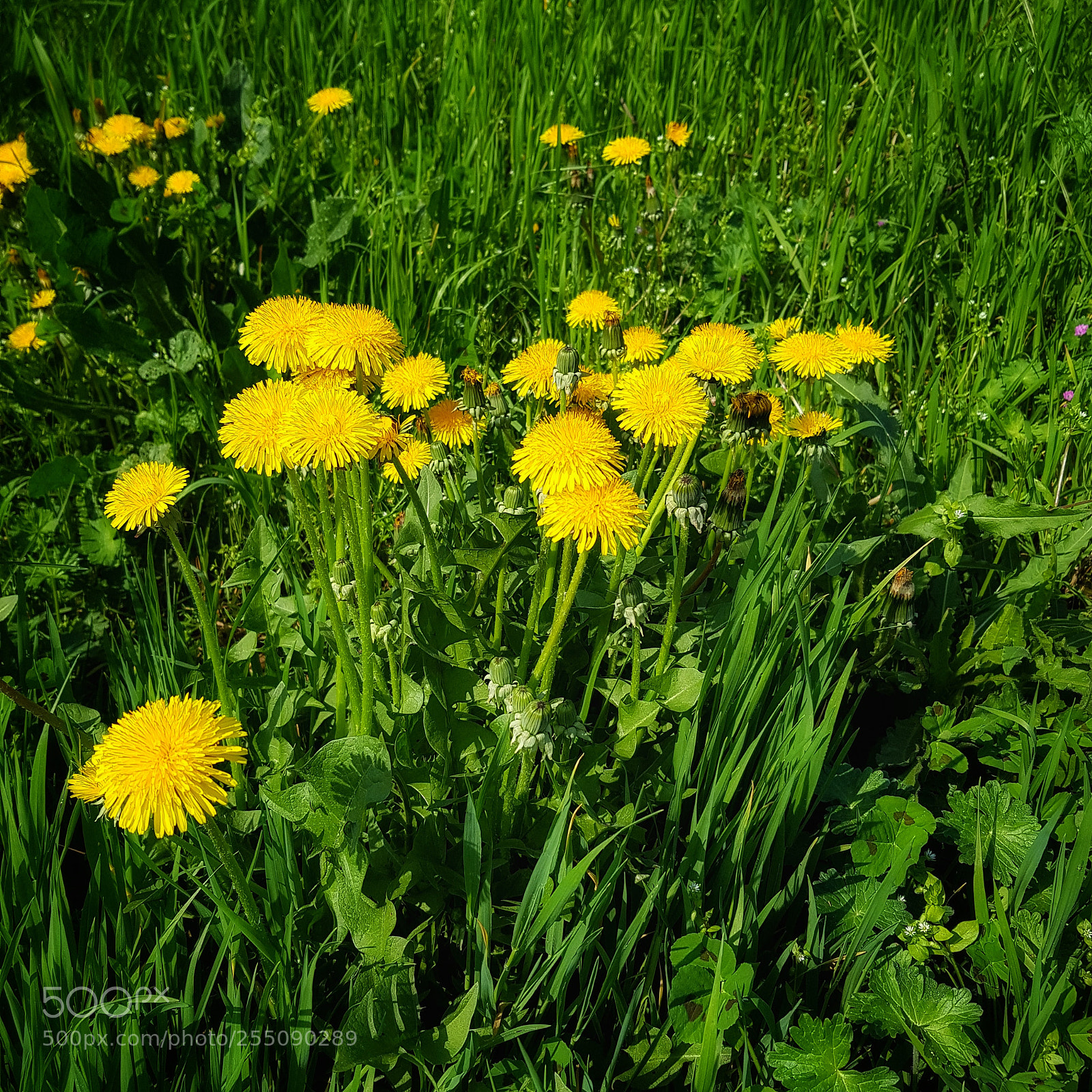 Samsung Galaxy S8+ sample photo. Yellow meadow photography