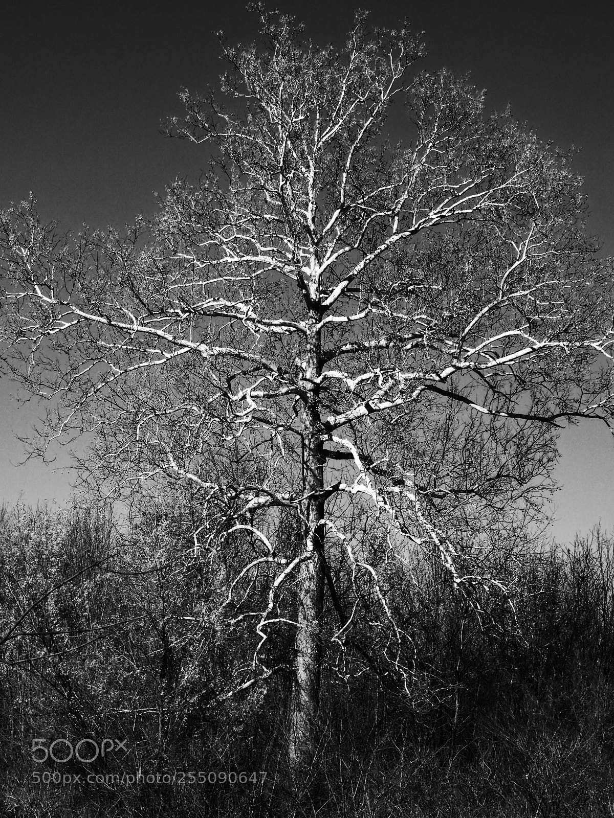 Olympus OM-D E-M5 sample photo. King of the woods photography
