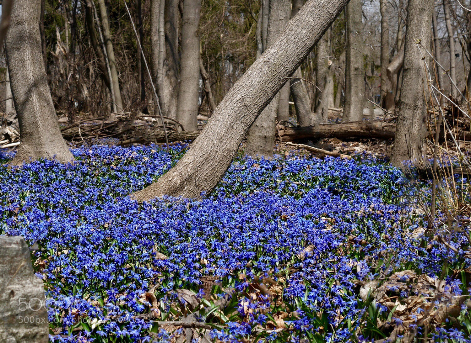 Panasonic Lumix DMC-G7 sample photo. First sign of spring photography