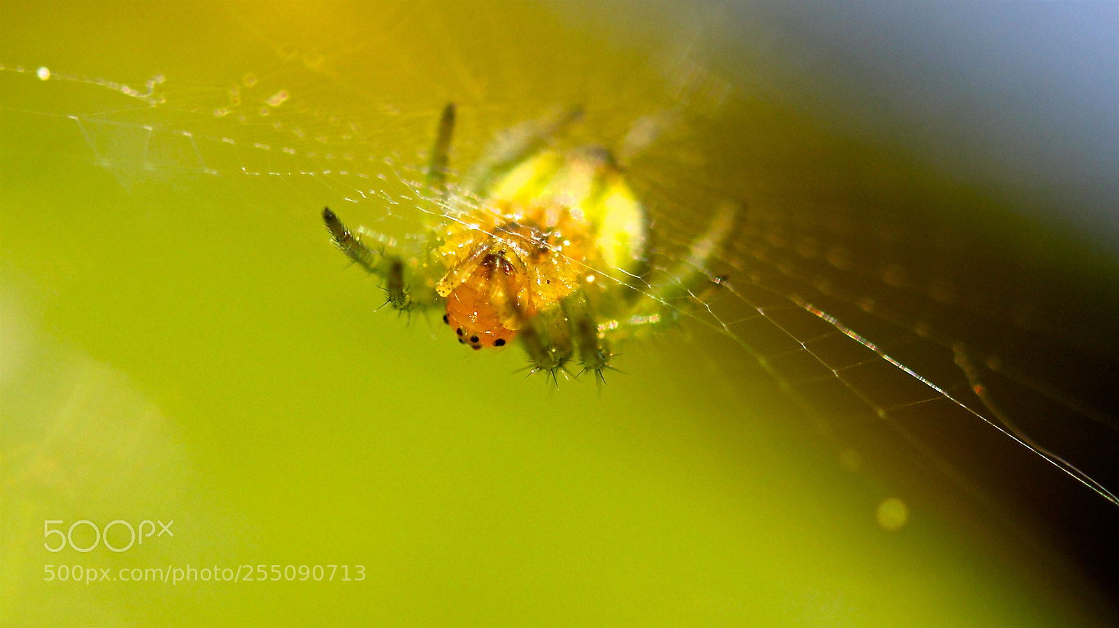 Canon EOS 100D (EOS Rebel SL1 / EOS Kiss X7) sample photo. Spidey photography