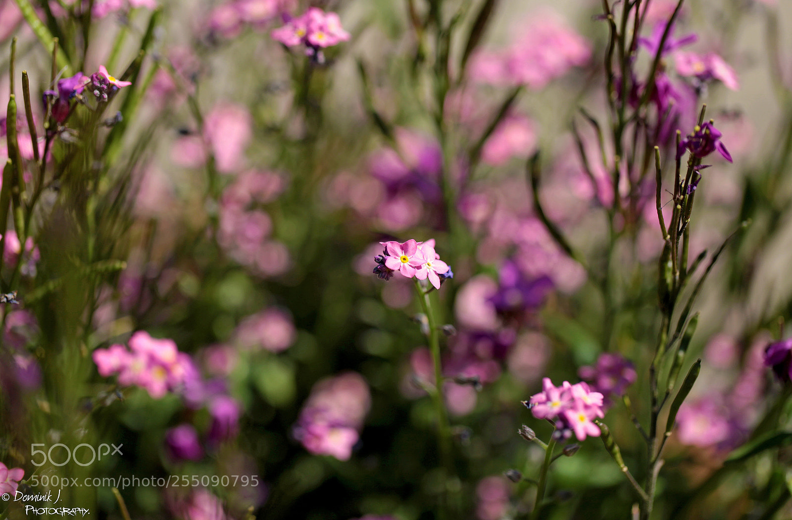 Canon EOS 5D Mark II sample photo. Notice.the.little.things photography