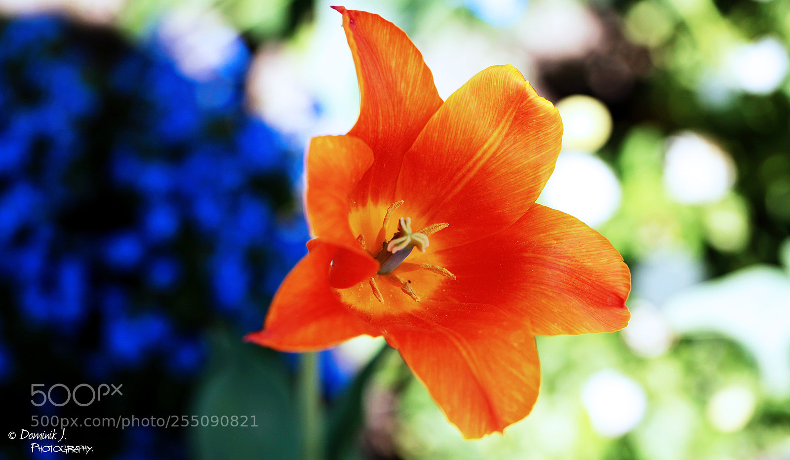 Canon EOS 5D Mark II sample photo. Beautiful.details photography