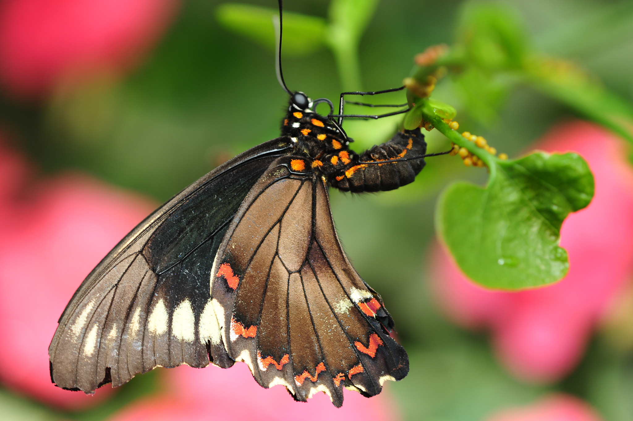 Nikon D700 + Nikon AF Micro-Nikkor 200mm F4D ED-IF sample photo. The start of new lifecycle photography
