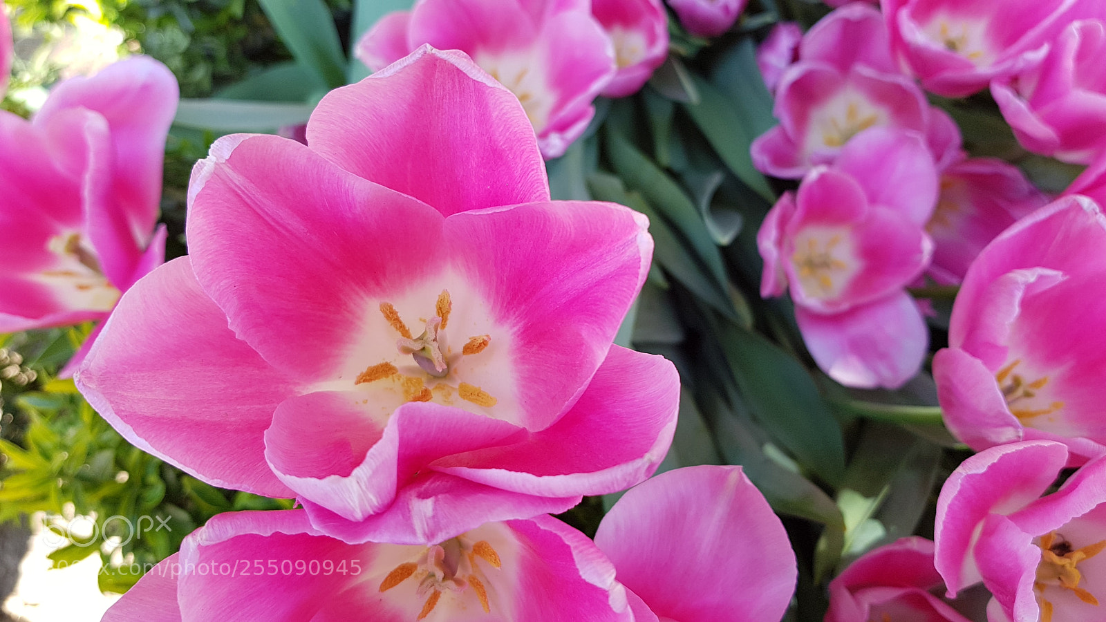 Samsung Galaxy S8+ sample photo. Pink tulip photography