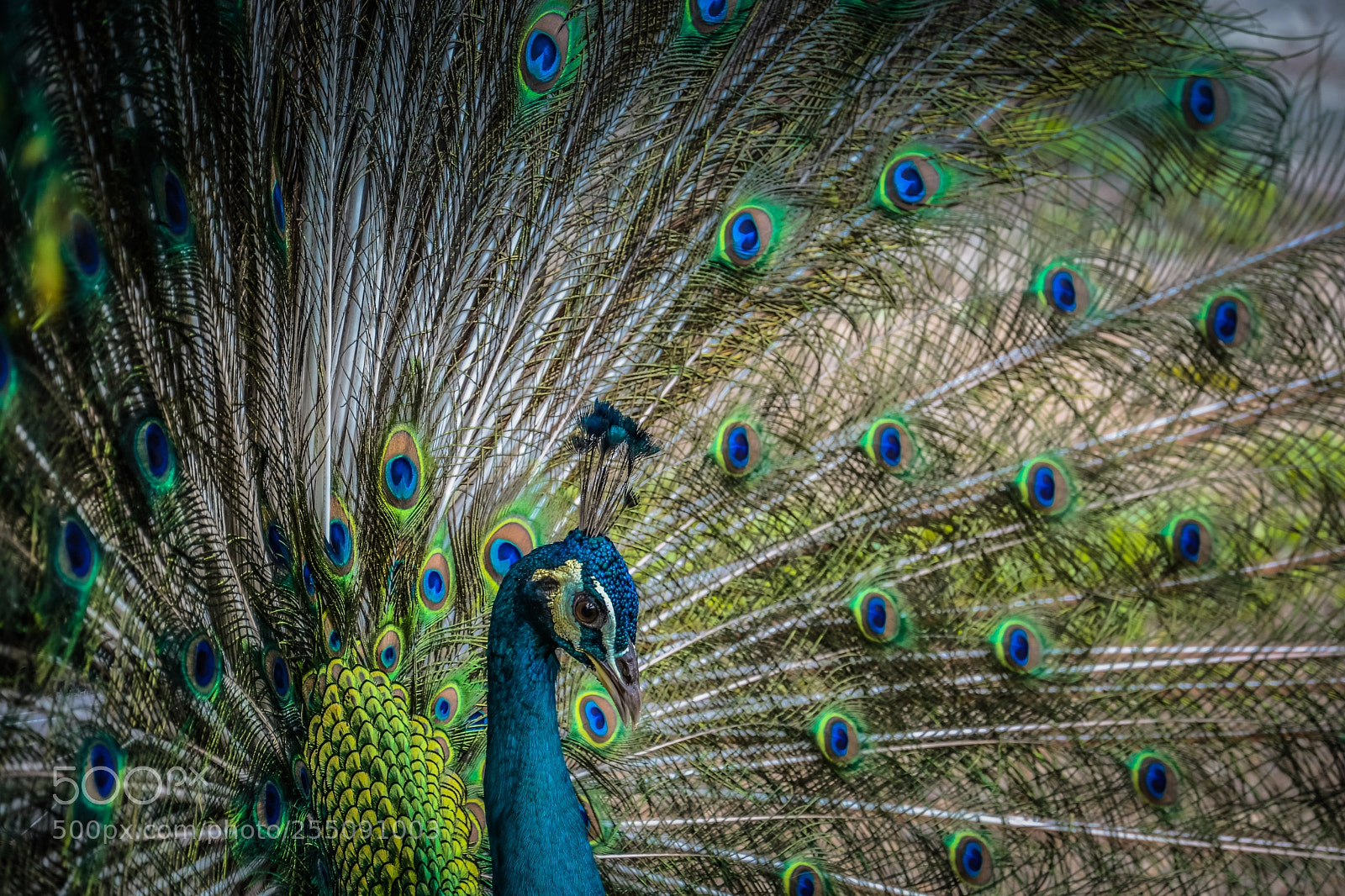 Nikon D7100 sample photo. Beautiful peacock photography