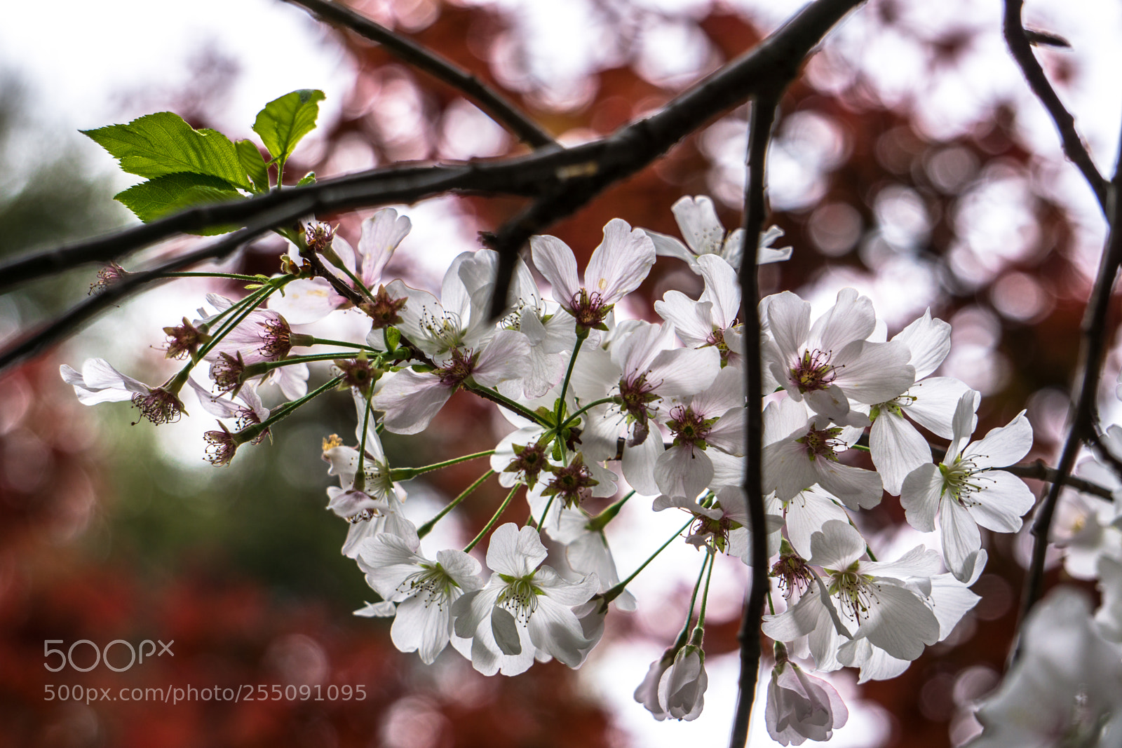 Sony a6000 sample photo. Signs of spring photography