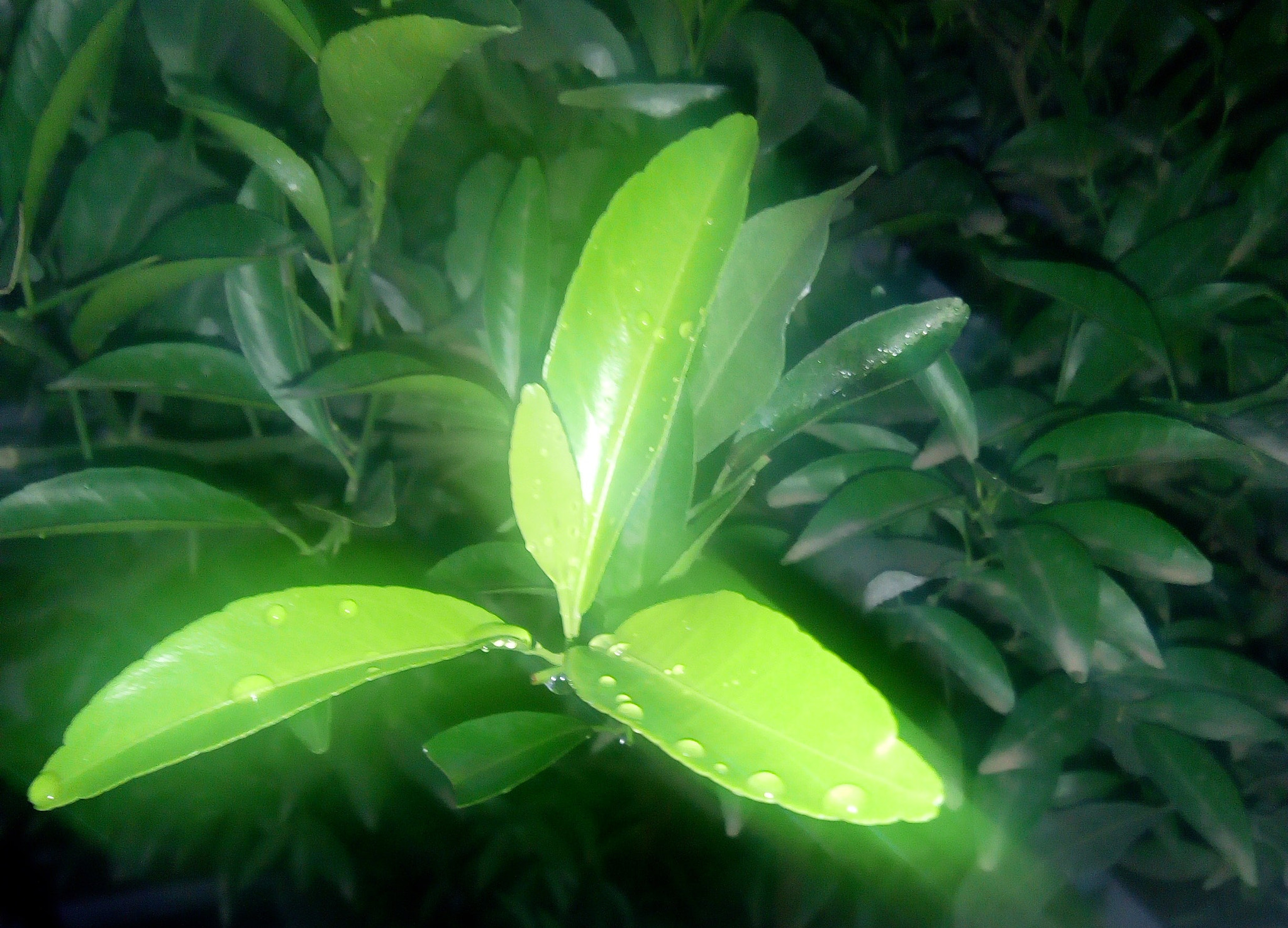 Infinix HOT5 Lite sample photo. Glow photography