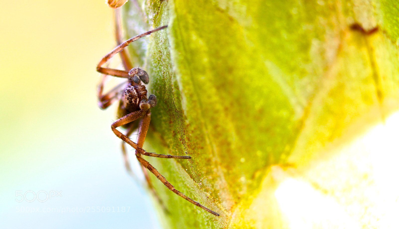 Canon EOS 100D (EOS Rebel SL1 / EOS Kiss X7) sample photo. Spidey 2 photography