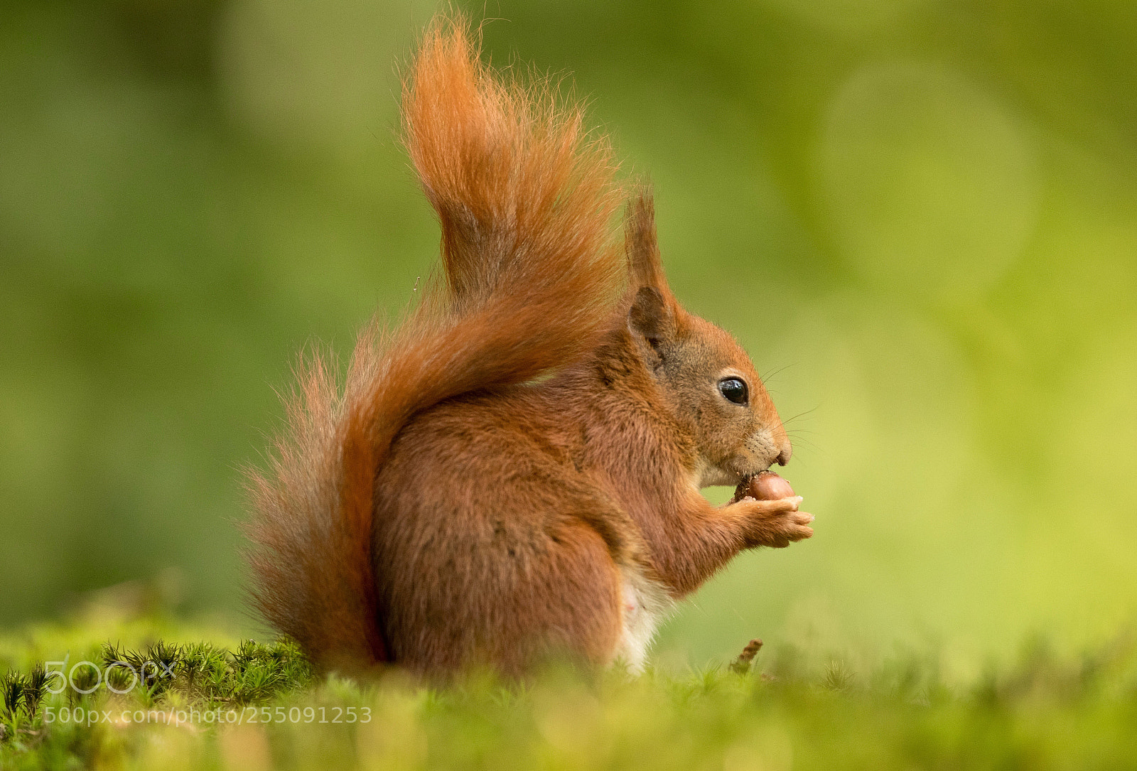 Canon EOS-1D X Mark II sample photo. Squirrel photography