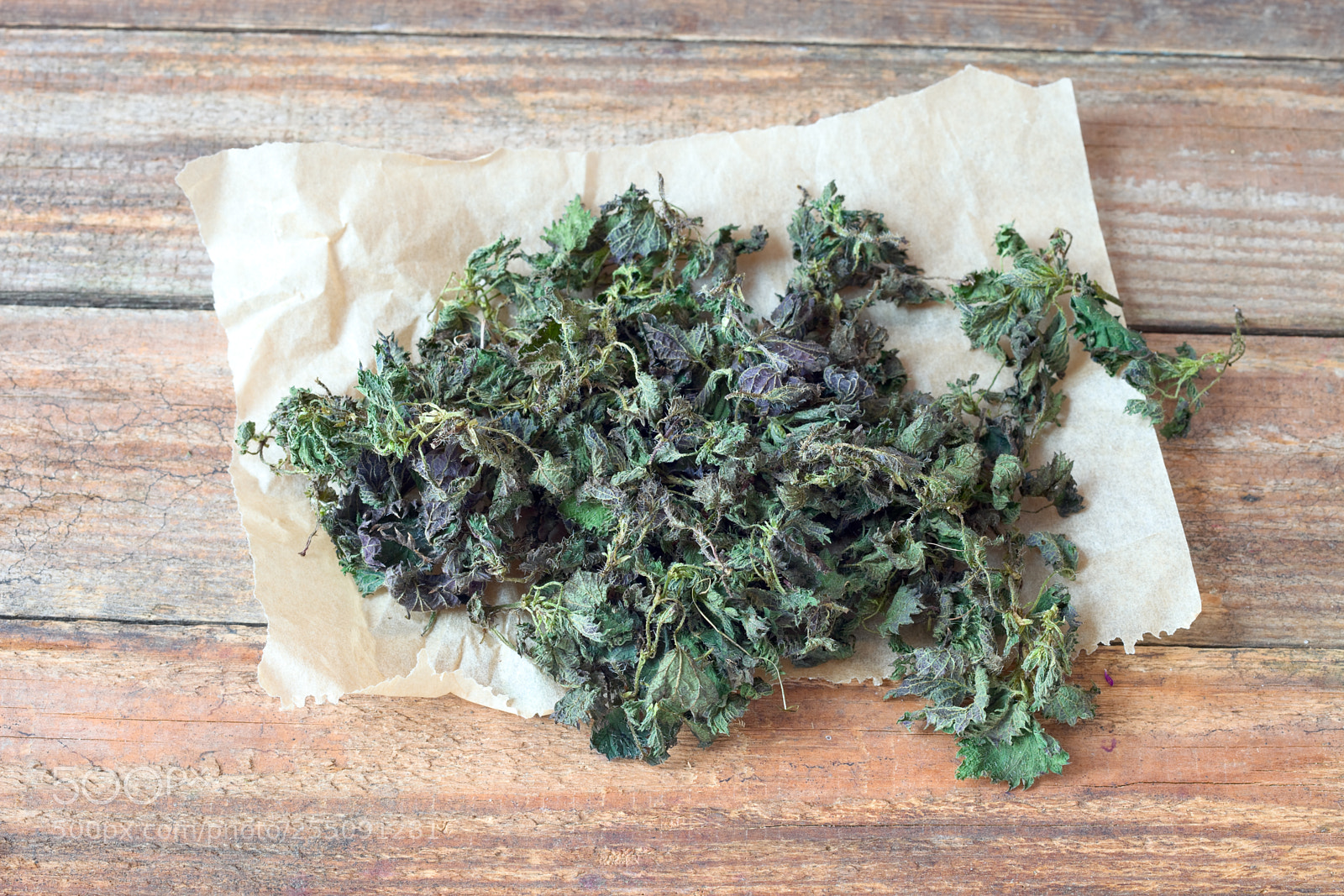 Canon EOS 5D Mark II sample photo. Dried nettle urtica photography