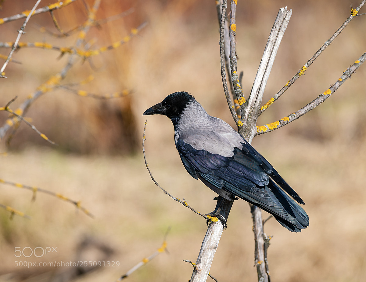 Sony a99 II sample photo. 09890.jpg photography