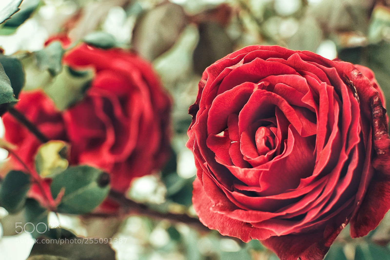 Nikon D5300 sample photo. Untitled photography