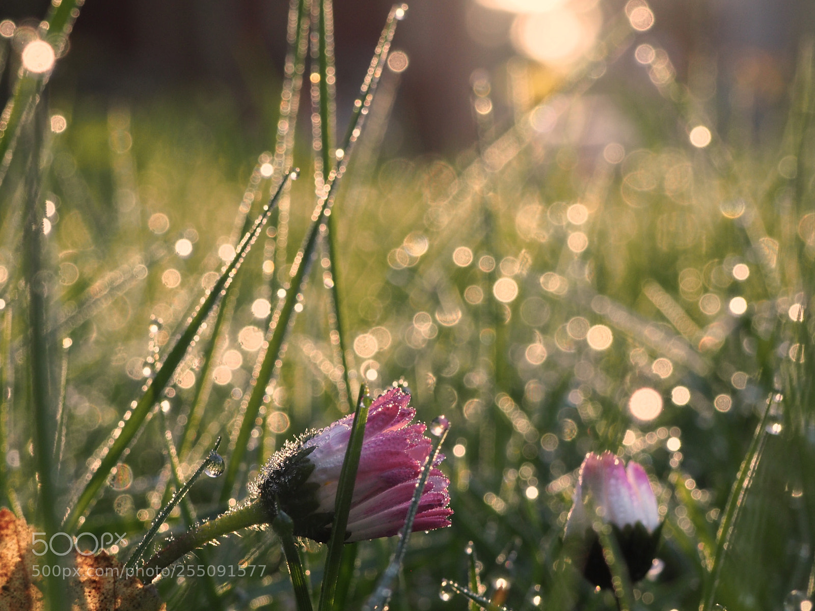 Olympus OM-D E-M10 II sample photo. Morning sun  photography