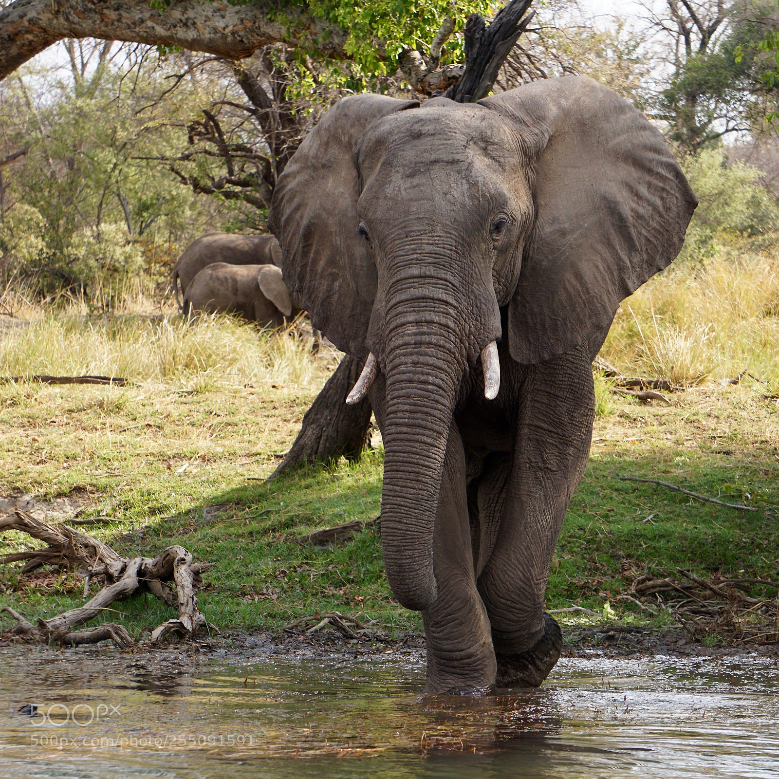Sony a6000 sample photo. African animals photography
