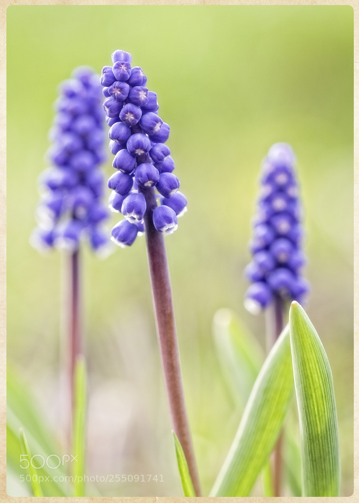 Canon EOS 5D Mark II sample photo. Spring photography
