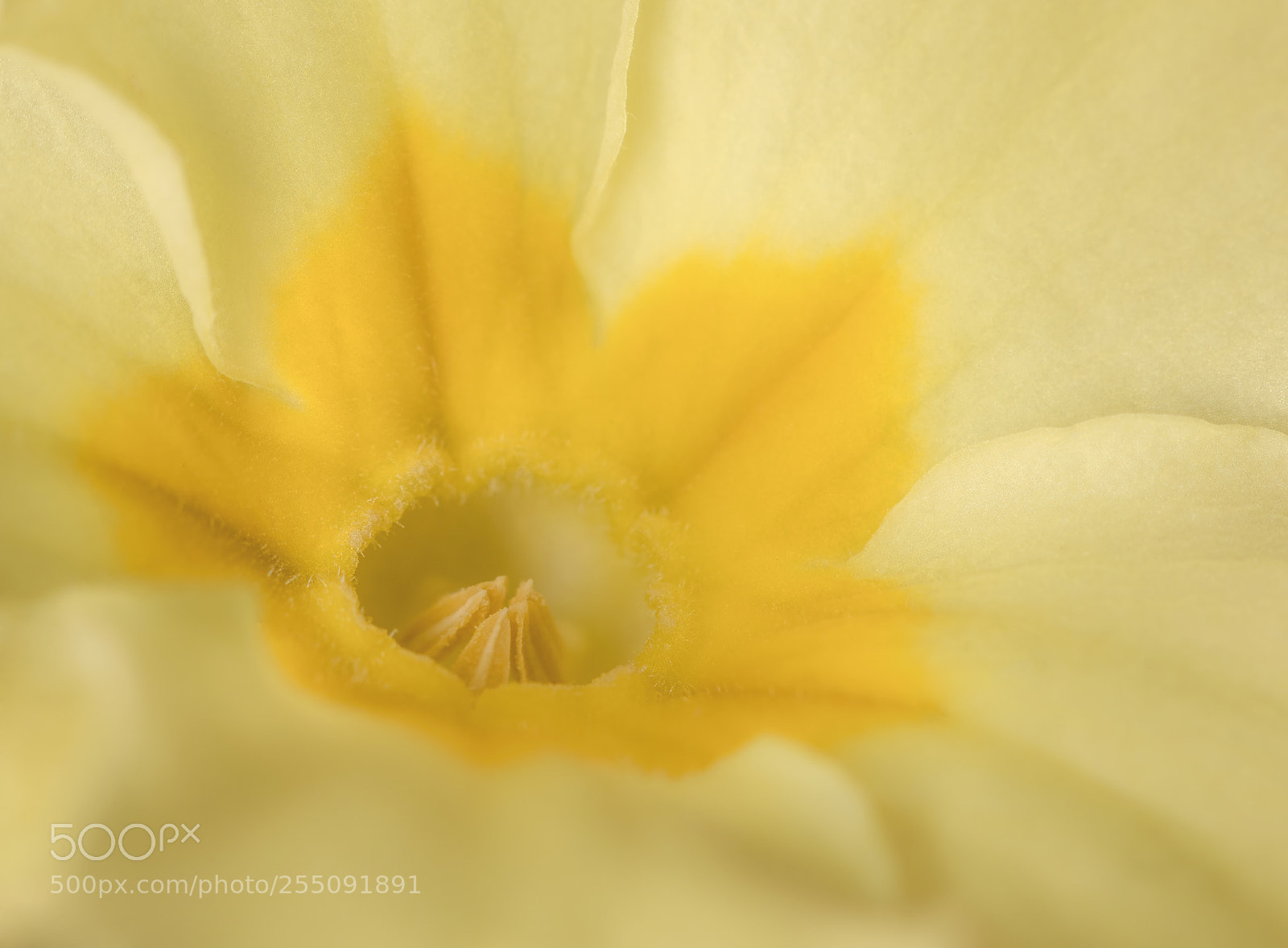 Canon EOS 5D Mark IV sample photo. Spring primrose photography
