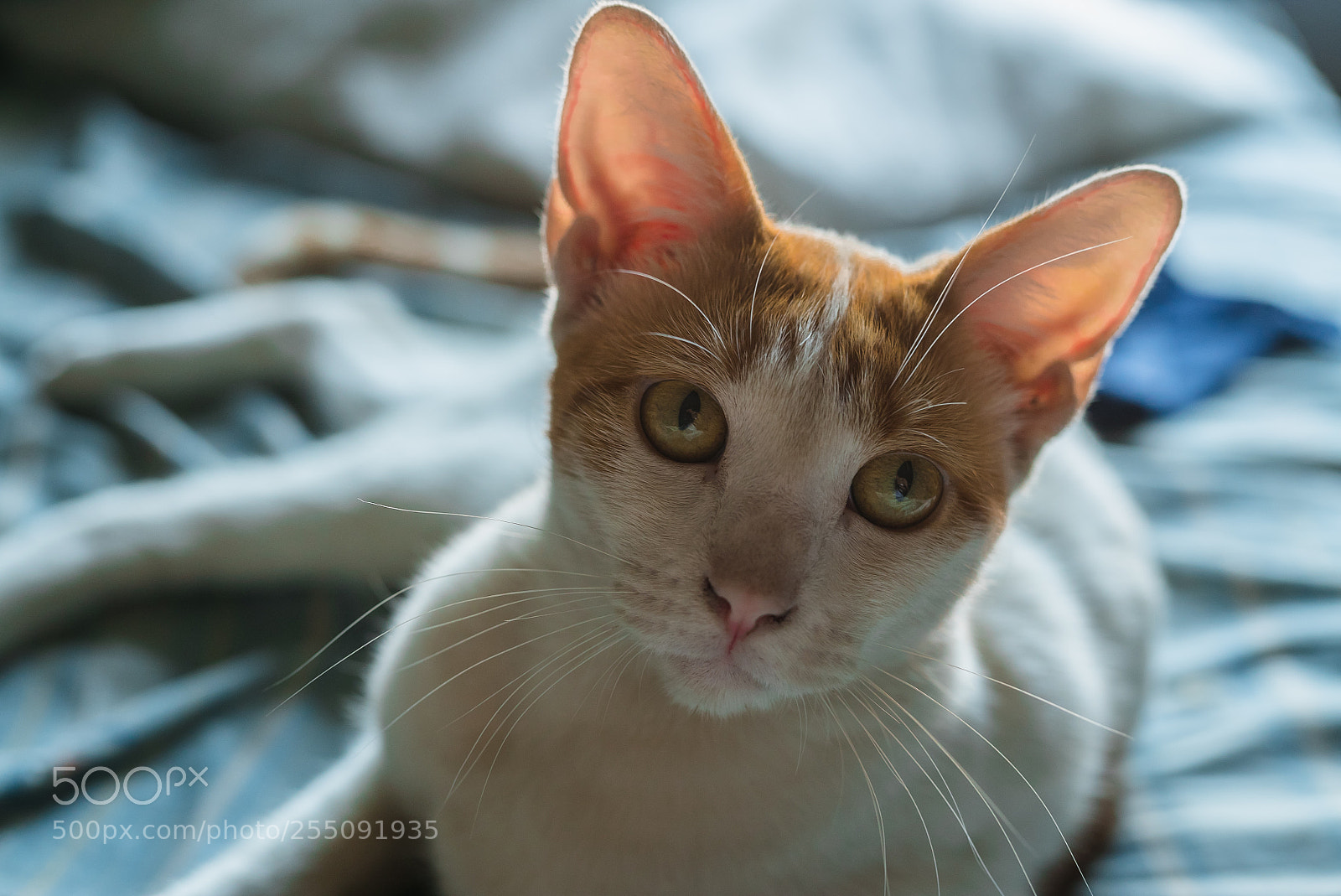 Sony a7S II sample photo. Polar photography